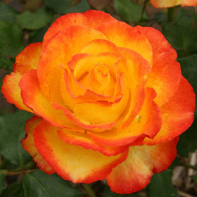 Close-up of a vibrant orange and red rose with green leaves in the background.