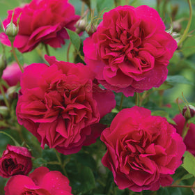 Roses