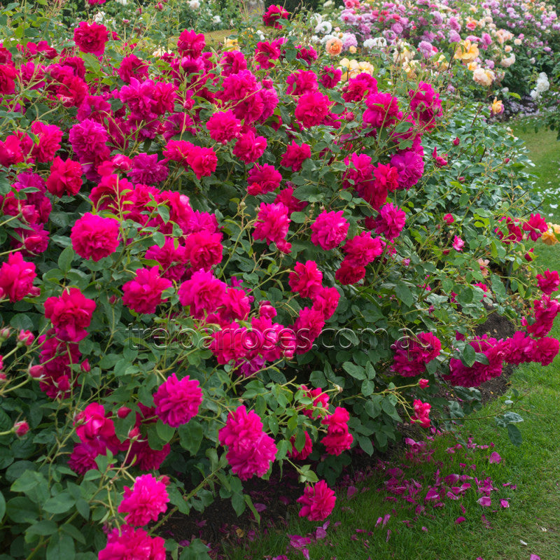 Roses
