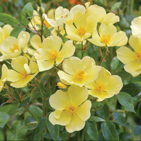 Close-up of yellow flowers with green leaves and blurred red flowers in the background