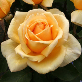 Close-up of a yellow rose with green leaves in the background