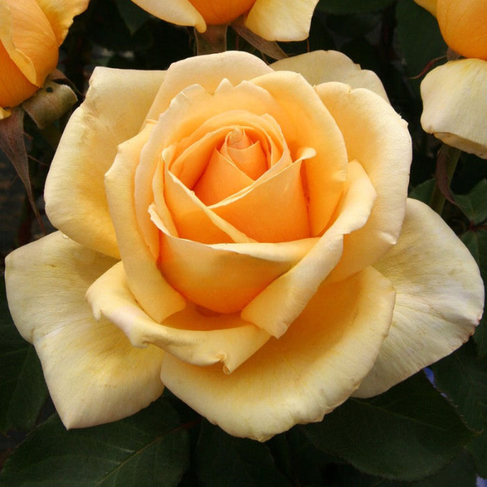 Close-up of a yellow rose with green leaves in the background