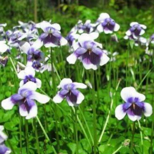 Purple and white flowers in a field with green grass
