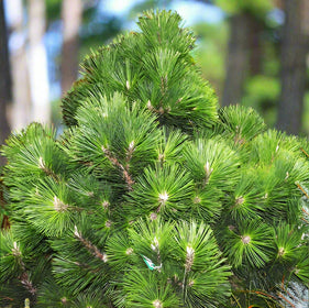 Ornamental Trees