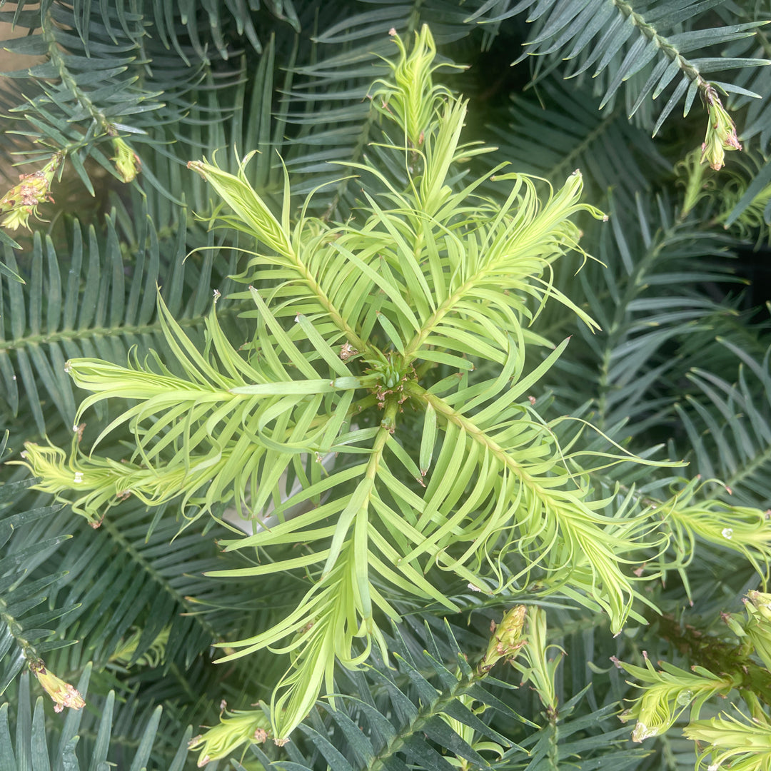 WOLLEMI PINE – Stonemans Garden Centre