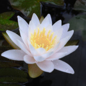 White water lily flower with yellow center on a pond