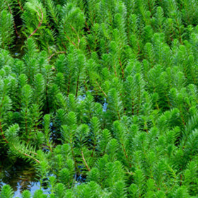 Close-up of a dense green shrubbery