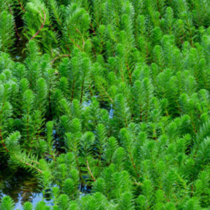 Close-up of a dense green shrubbery