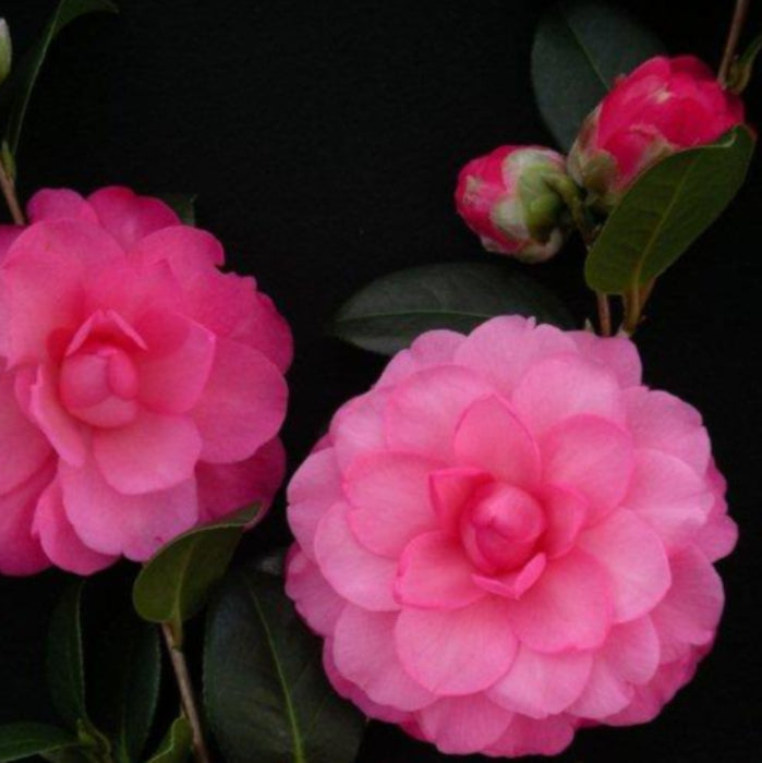 Three pink flowers with green leaves on a black background