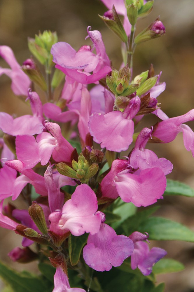 SALVIA HEATWAVE COLLECTION