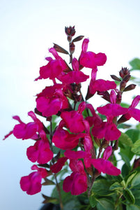 SALVIA HEATWAVE COLLECTION