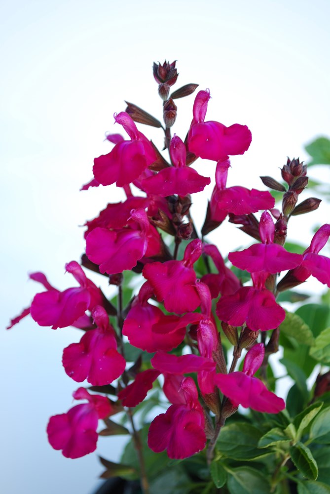 SALVIA HEATWAVE COLLECTION