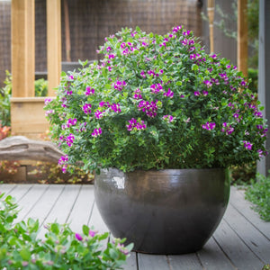 Potted plant with purple flowers on a wooden deck