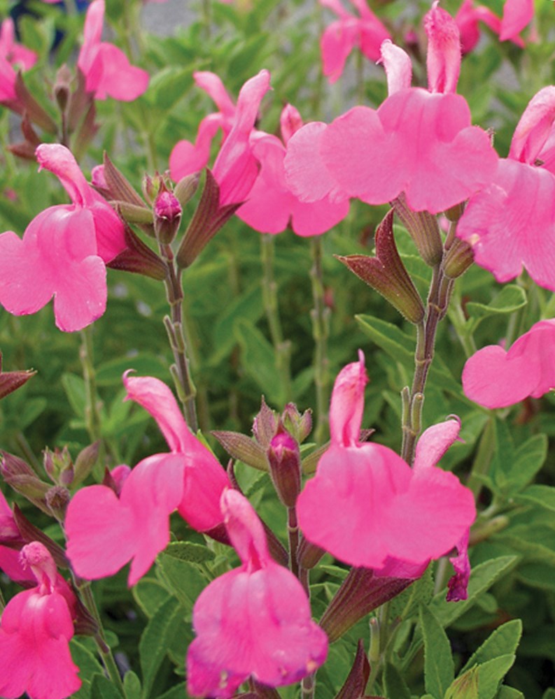 SALVIA HEATWAVE COLLECTION