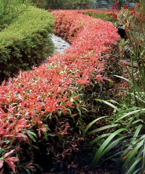 Row of red flowering plants in a garden setting with greenery.