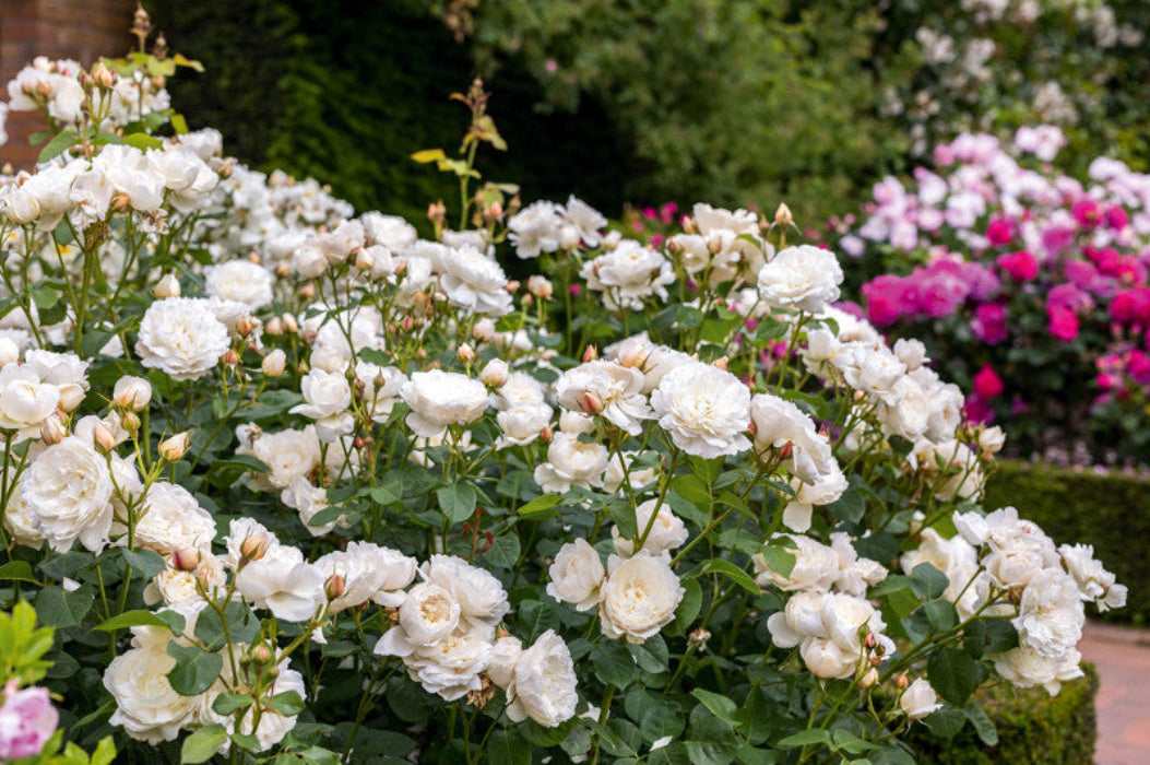White flowers in a garden with blurred pink flowers in the background