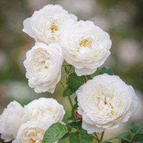 Close-up of white flowers with green leaves on a blurred natural background
