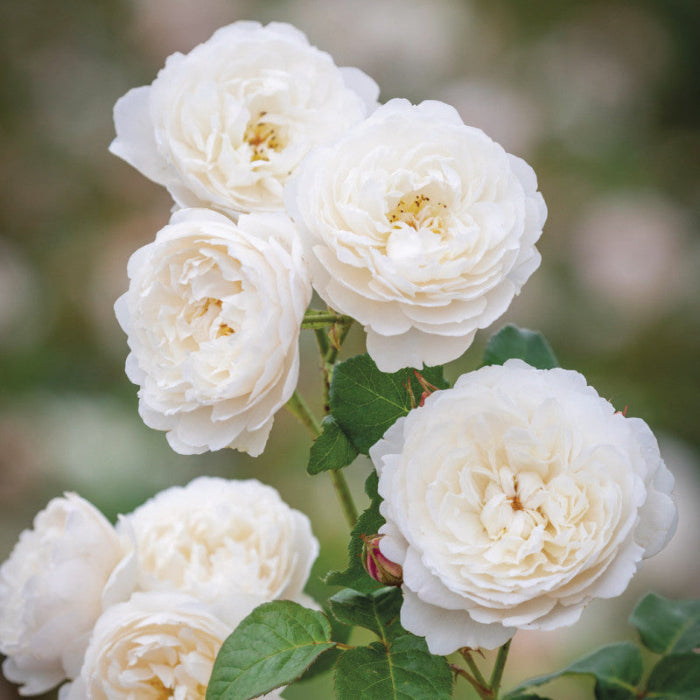 Close-up of white flowers with green leaves on a blurred natural background