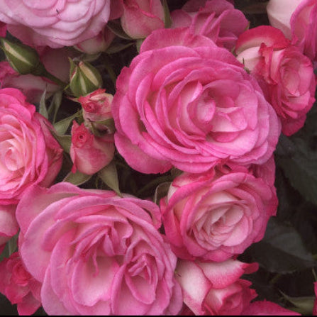 Bouquet of pink and white roses with green leaves