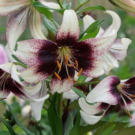 Close-up of a dark-spotted white and burgundy lily flower with green leaves and orange stamens, surrounded by other partially open lilies.
