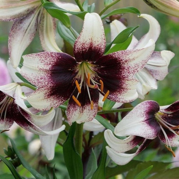 Close-up of a dark-spotted white and burgundy lily flower with green leaves and orange stamens, surrounded by other partially open lilies.