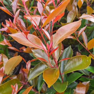 Close-up of a plant with red and green leaves