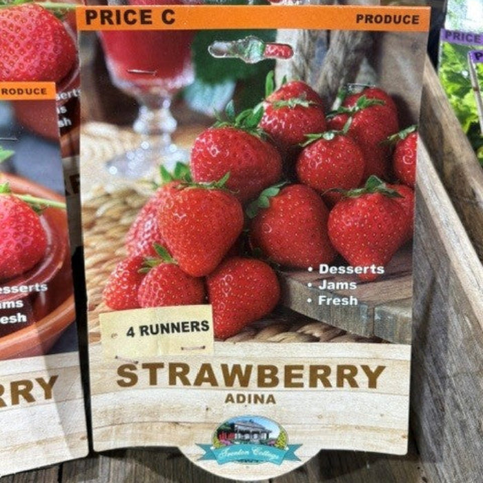 Strawberry seed packet with branding and product details on a wooden surface