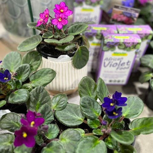 AFRICAN VIOLET 130mm