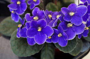 AFRICAN VIOLET 130mm