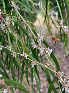 Bees on a branch with green leaves and white flowers