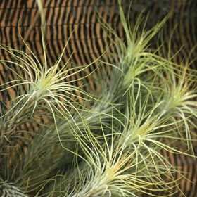 Spiky green plant against a textured brown background