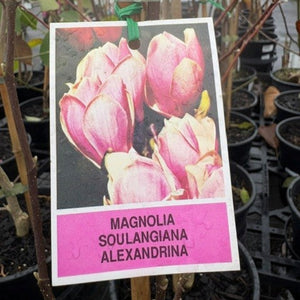 Card with pink magnolia flowers and plant label in a nursery setting