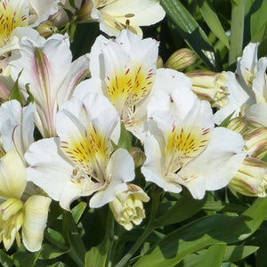 ALSTROEMERIA SUMMER PARADISE