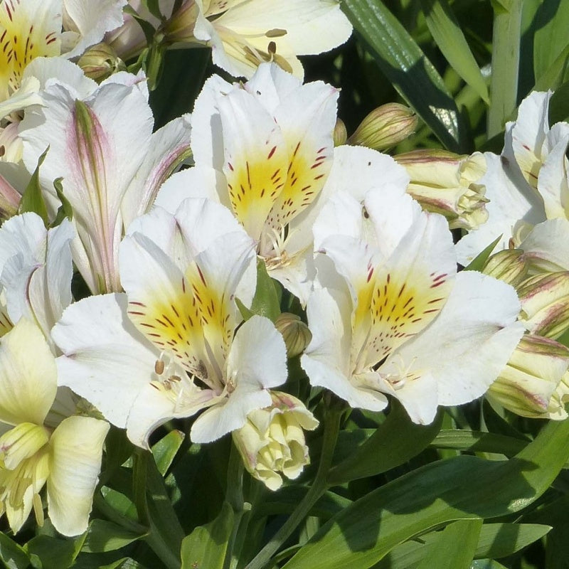 ALSTROEMERIA SUMMER PARADISE