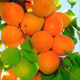 Apricots