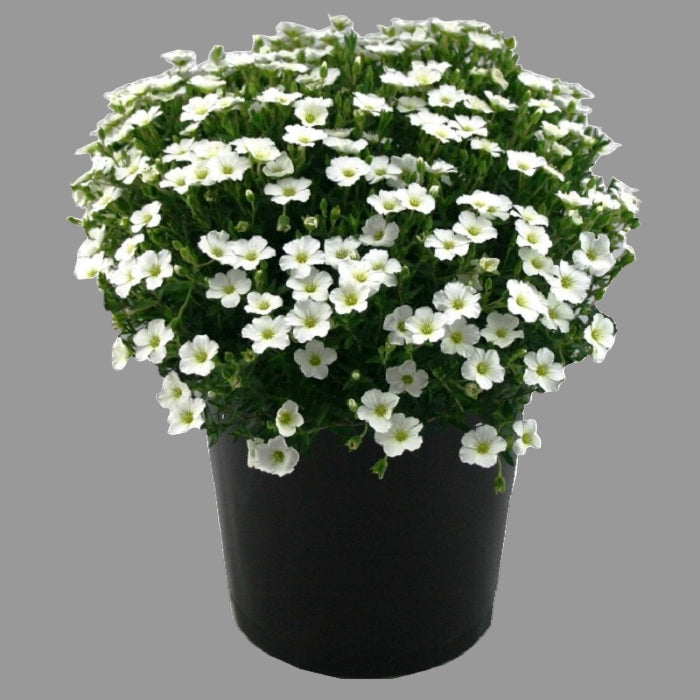 Potted plant with white flowers on a white background