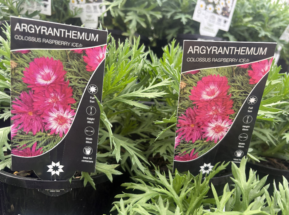 Two potted Argyranthemum Colossus Raspberry ICE+ plants in black pots, with tall black product labels showing bright pink flowers, photographed in a nursery or garden center among green foliage.