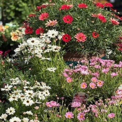 Bouquets of colorful flowers in pots at a nursery