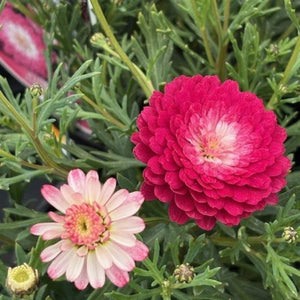 Close-up of pink and white flowers with green leaves