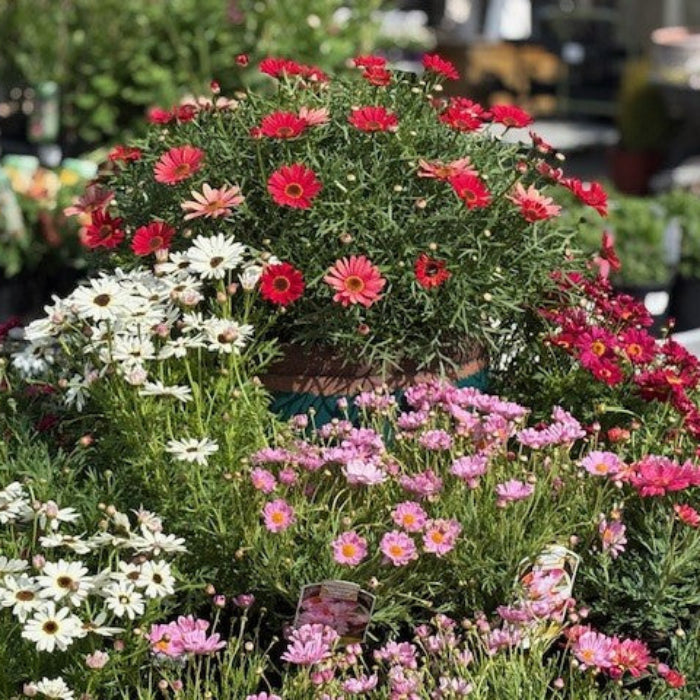 Bountiful garden with a variety of colorful flowers in pots.