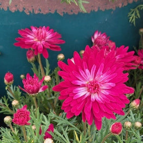Bright pink mums with white centers blooming in a potted plant, surrounded by green foliage and buds, with a teal pot in the background.