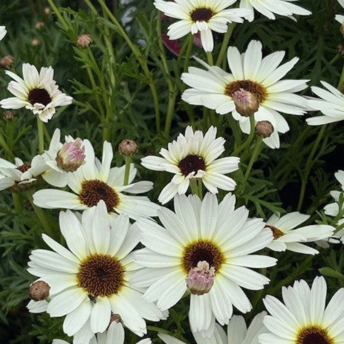 White flowers with brown centers in a cluster