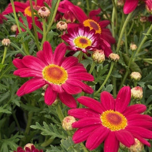 Close-up of vibrant pink flowers with yellow centers on a green background
