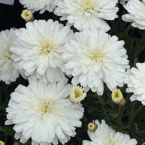 White flowers with green leaves on a dark background
