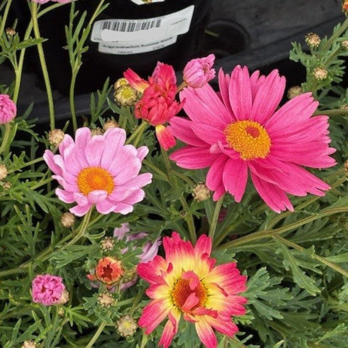 Colorful flowers with a plant label in the background