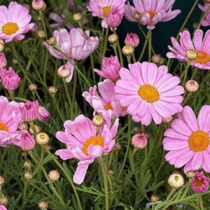 Close-up of pink flowers with yellow centers on a dark background