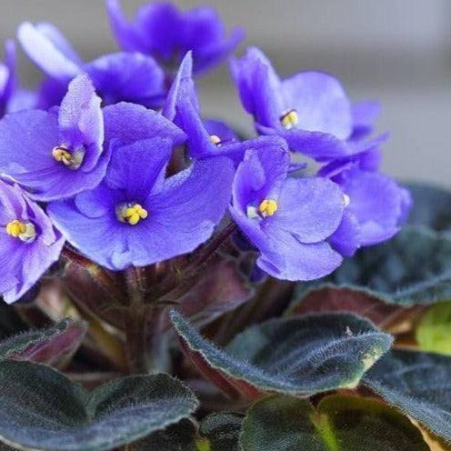 AFRICAN VIOLET 105MM