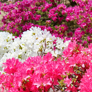 Field of pink and white flowers
