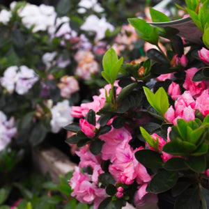 Close-up of pink and white flowers with green leaves