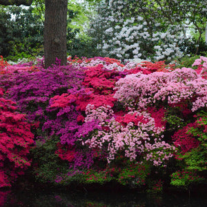 Colorful flower bed with pink, red, and green flowers reflected in water